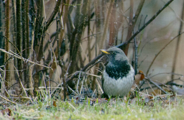 Black-throated Thrush