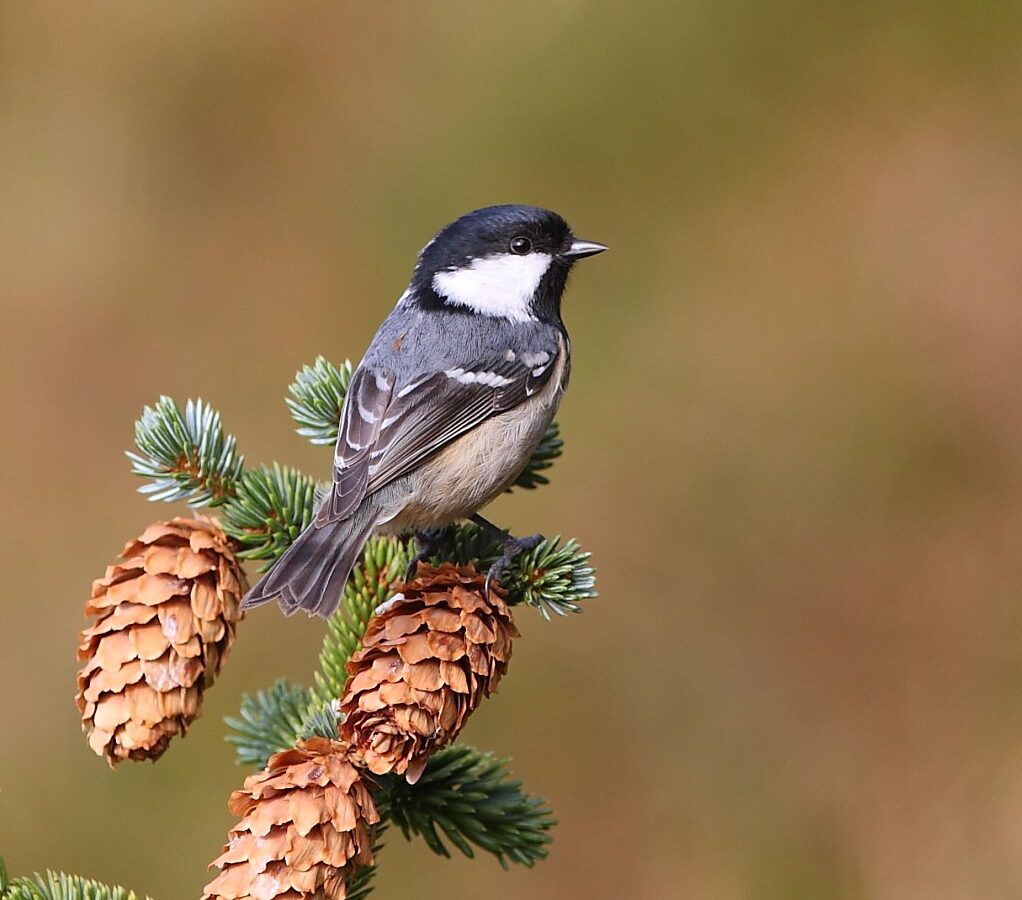 Coal Tit