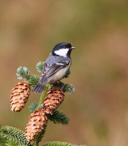 Coal Tit
