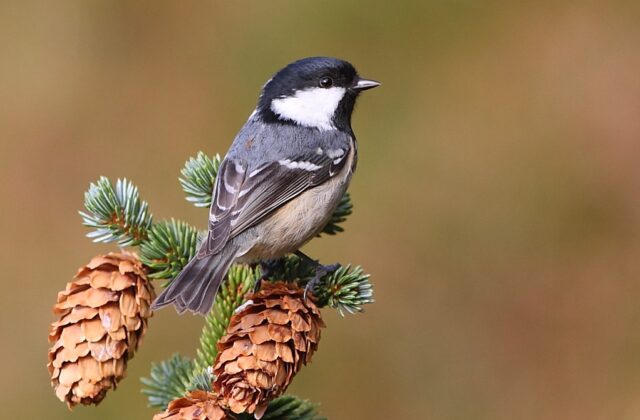 Coal Tit