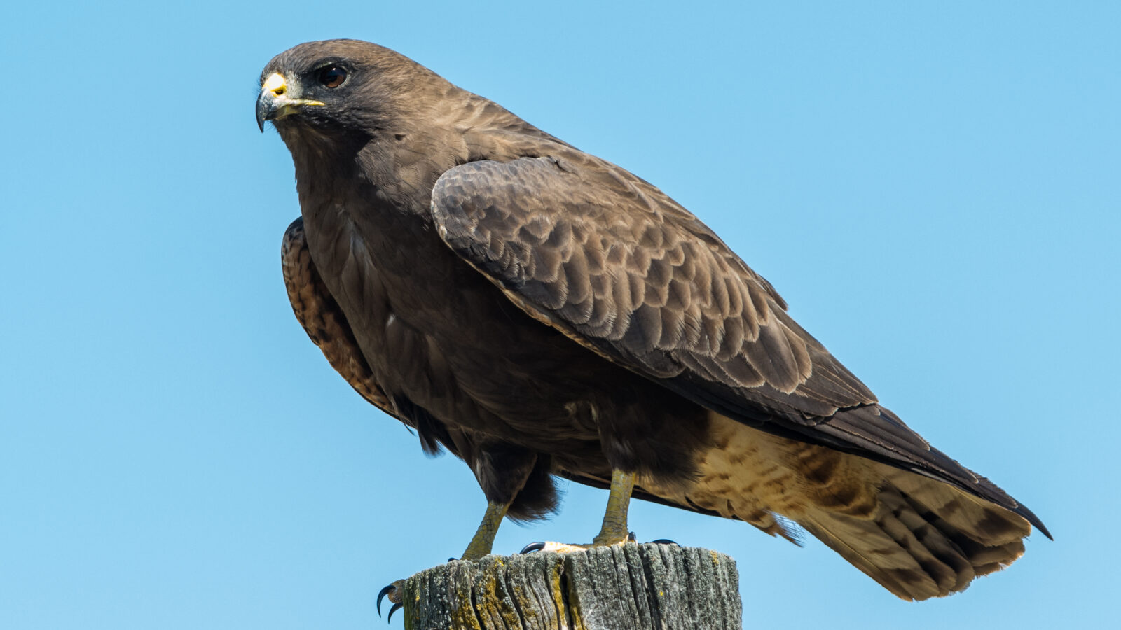 Swainson’s Hawk