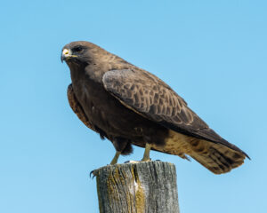 Swainson’s Hawk