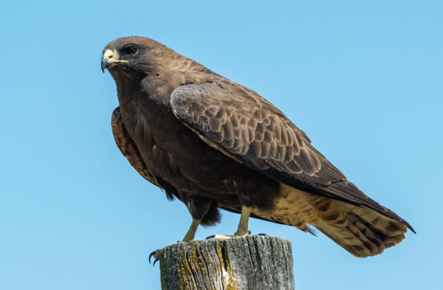 Swainson’s Hawk