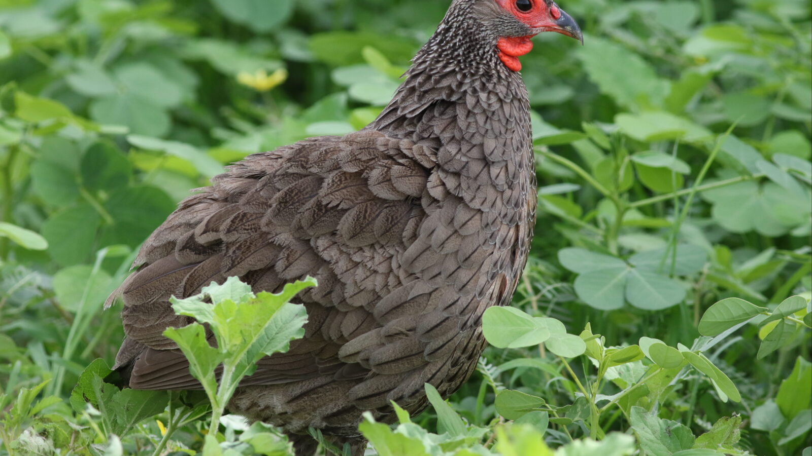 Swainson’s Spurfowl