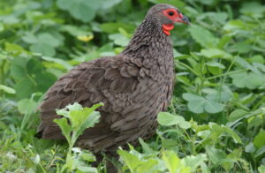 Swainson’s Spurfowl