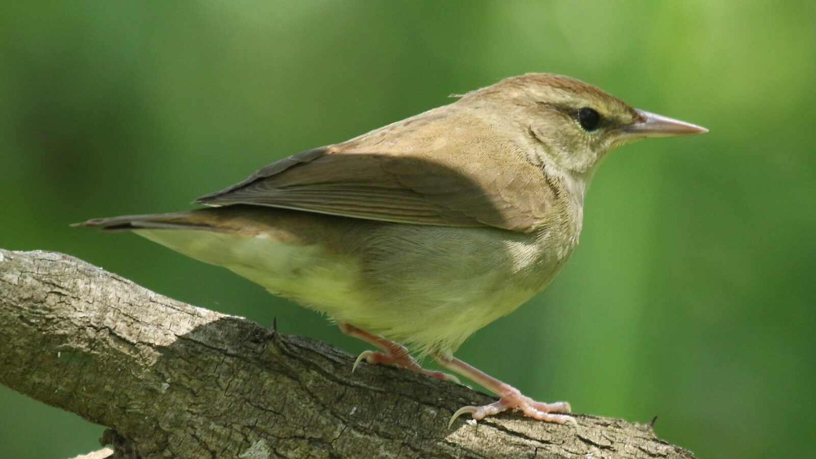 Swainson’s Warbler