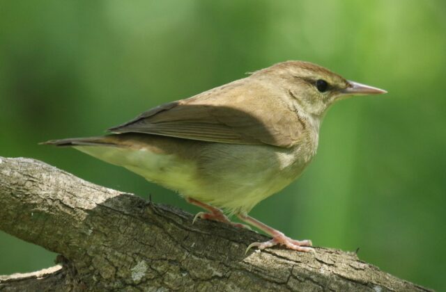 Swainson’s Warbler