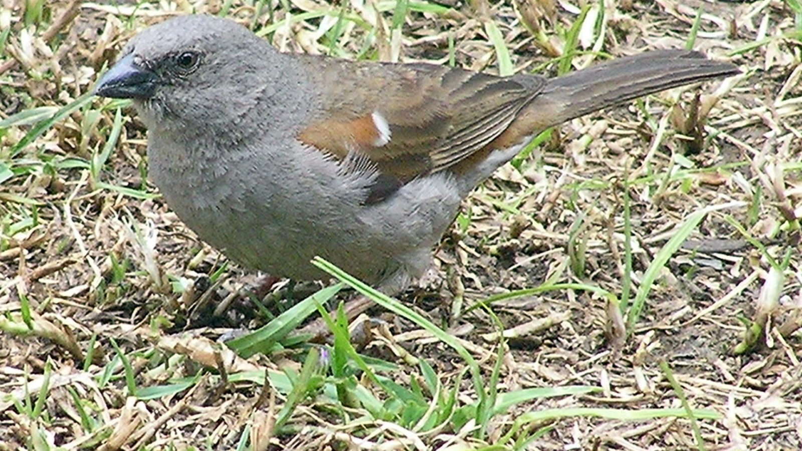 Swainson’s Sparrow