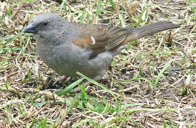 Swainson’s Sparrow