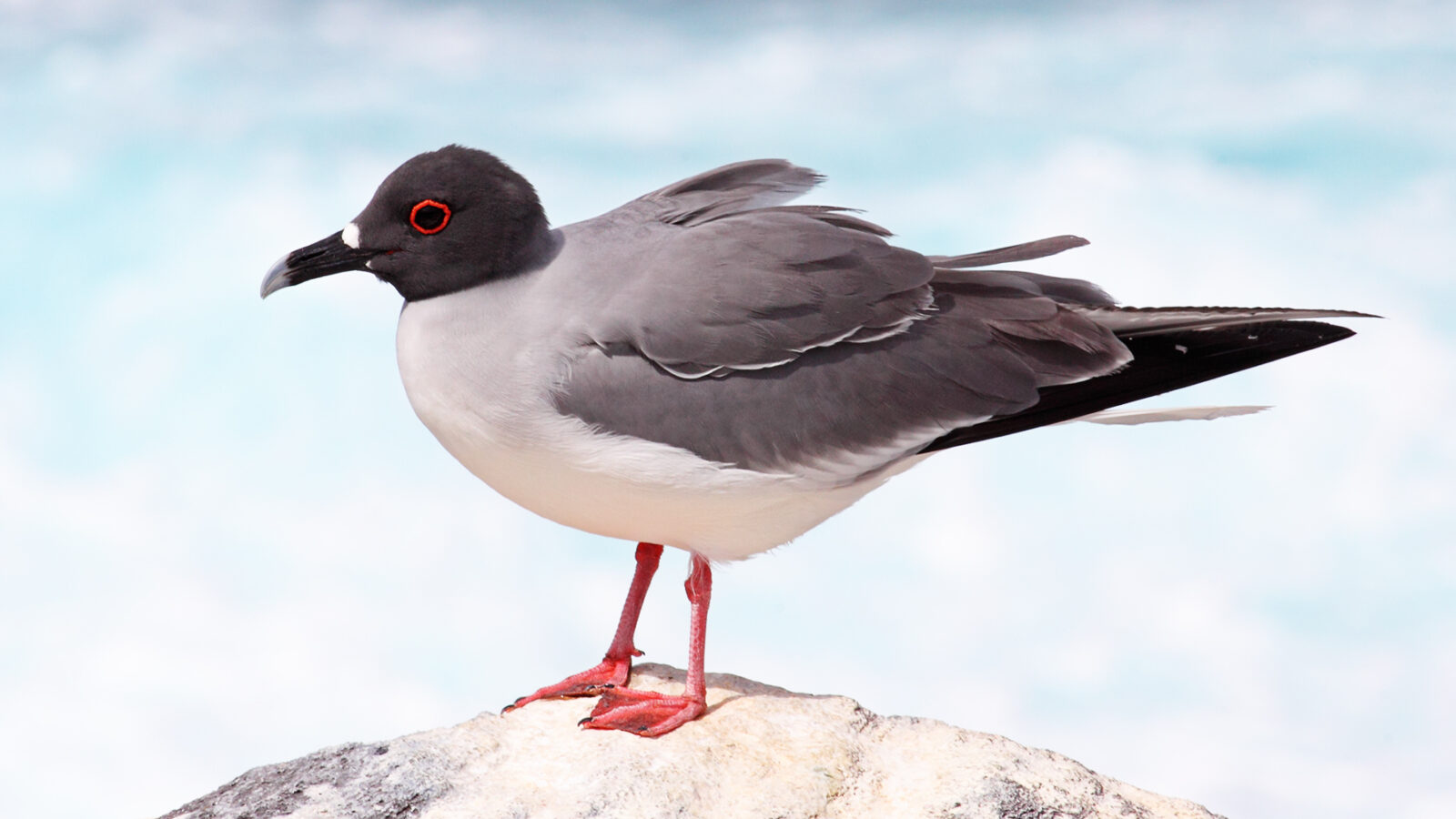 Swallow-tailed Gull