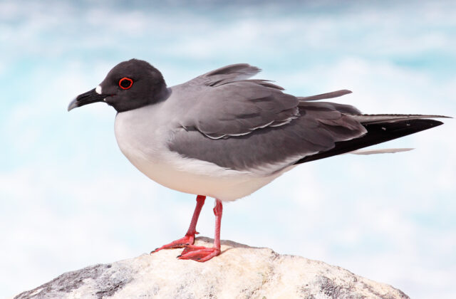 Swallow-tailed Gull