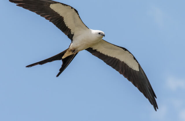 Swallow-tailed Kite