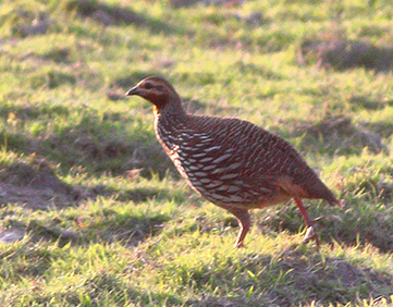 Swamp Francolin