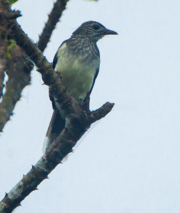 Swamp Palm Bulbul