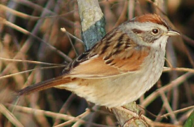 Swamp Sparrow