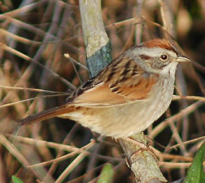 Swamp Sparrow
