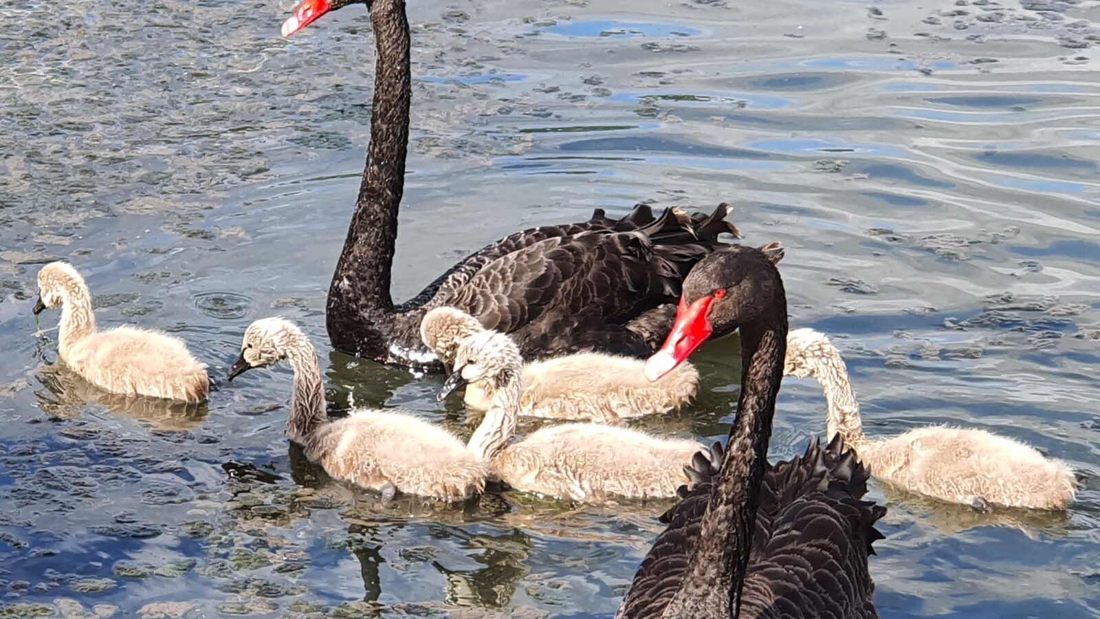 Black Swan