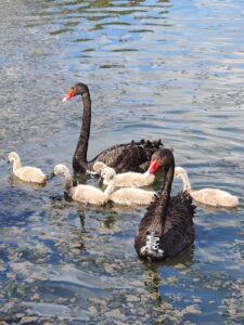 Black Swan