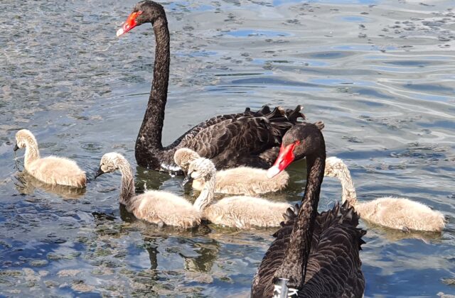 Black Swan