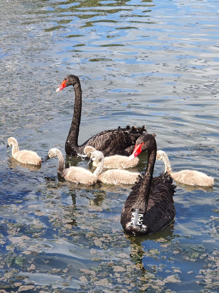 Black Swan