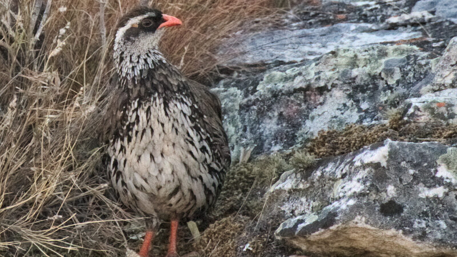 Swierstra’s Spurfowl