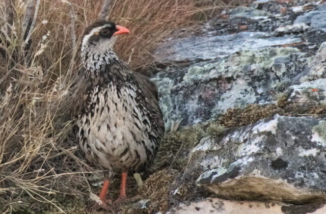 Swierstra’s Spurfowl