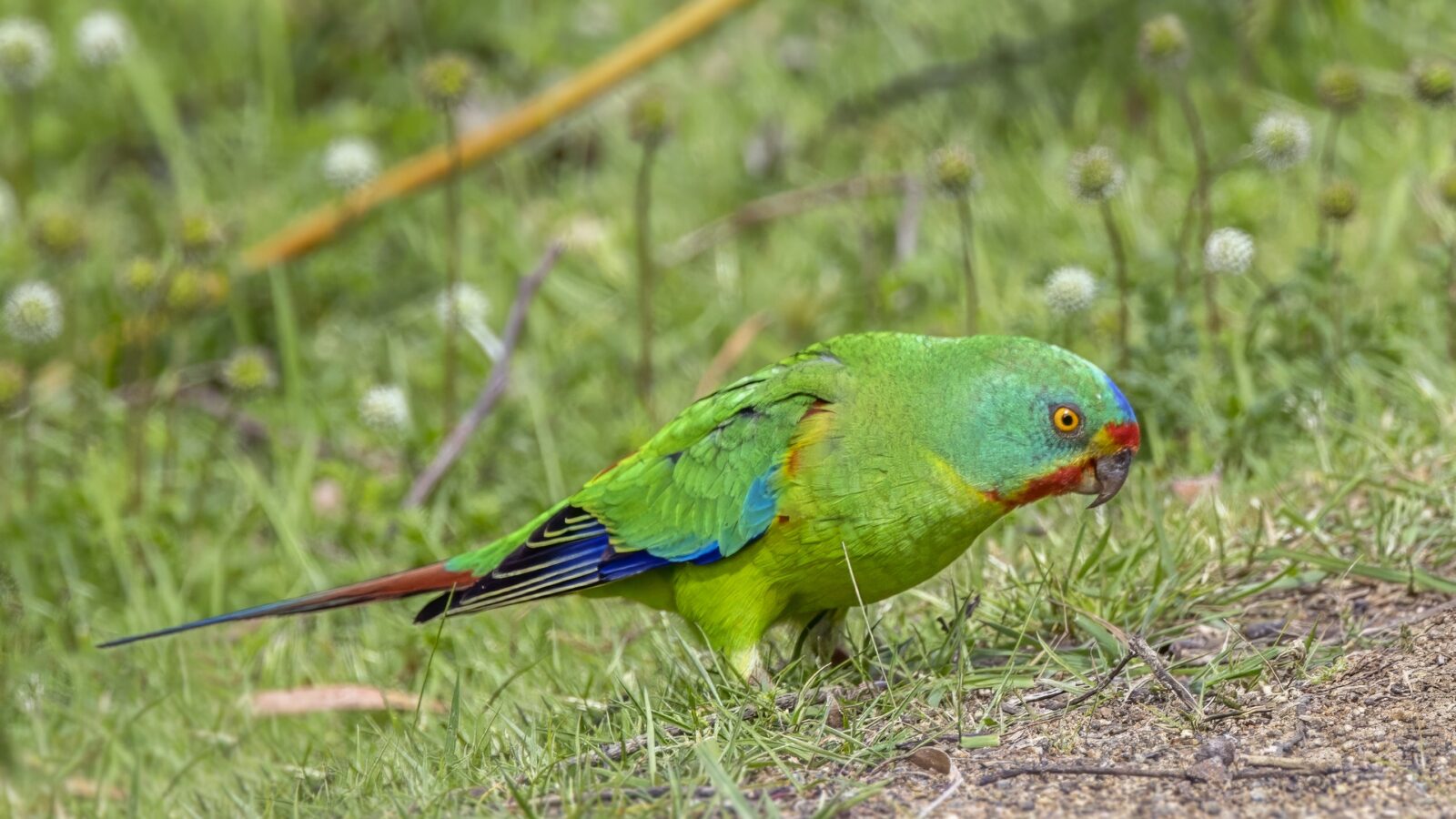 Swift Parrot