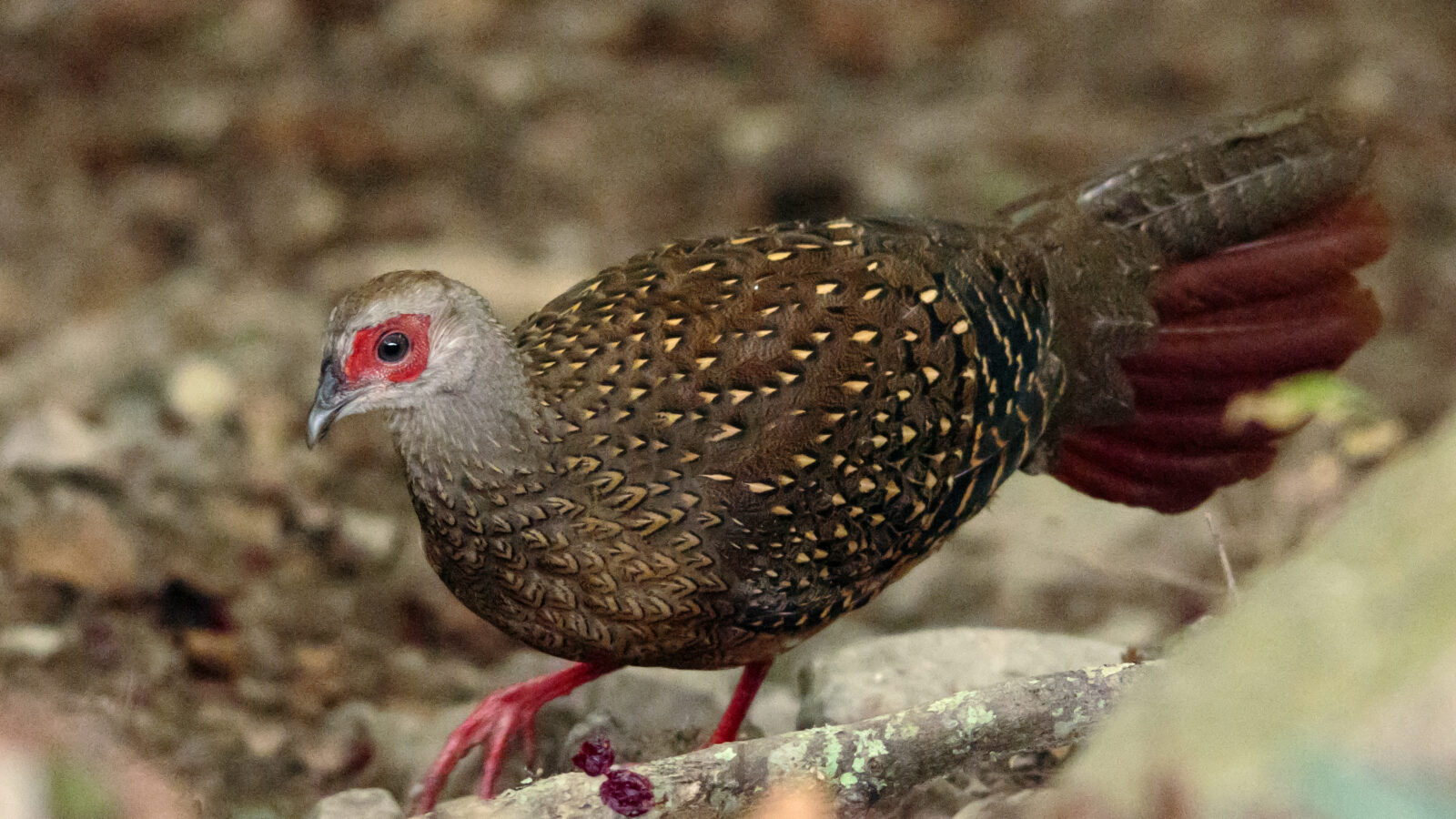 Swinhoe’s Pheasant