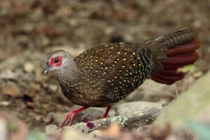 Swinhoe’s Pheasant