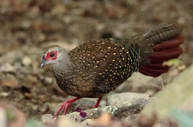 Swinhoe’s Pheasant