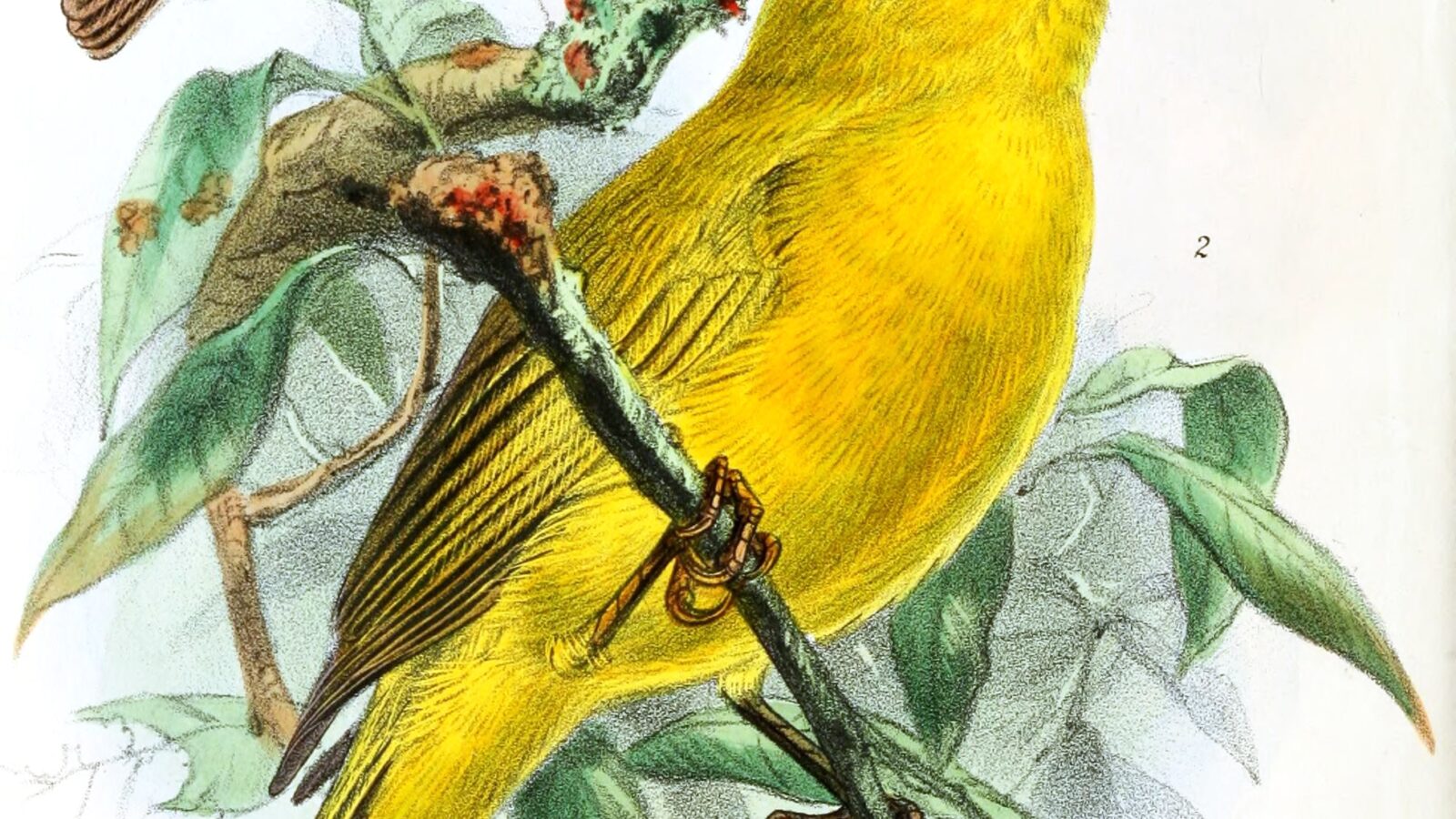 Puna Yellow Finch