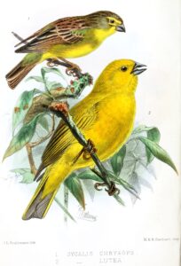 Puna Yellow Finch