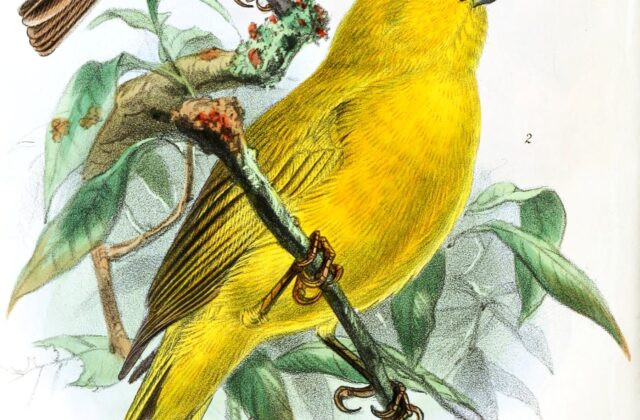 Puna Yellow Finch