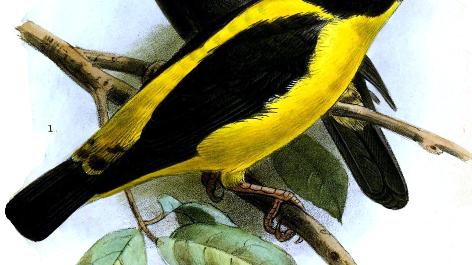 Brown-capped Weaver