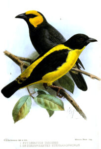 Brown-capped Weaver