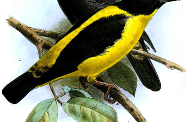 Brown-capped Weaver