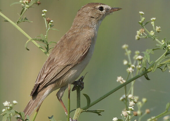Sykes’s Warbler