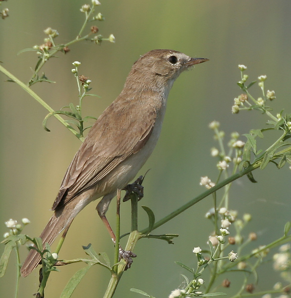 Sykes’s Warbler