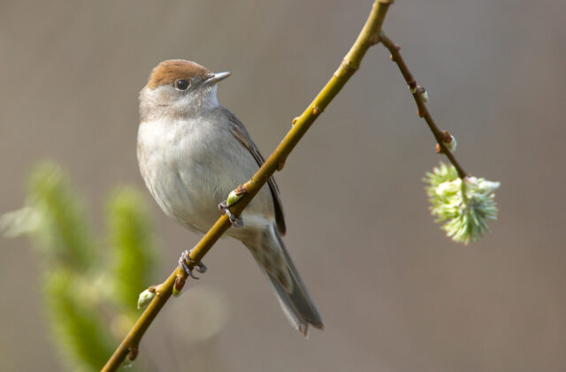 Eurasian Blackcap