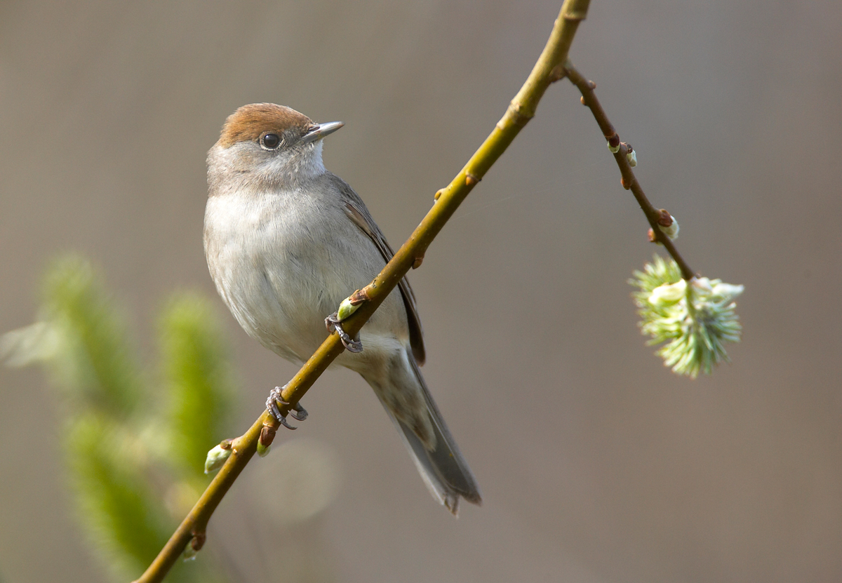 Eurasian Blackcap