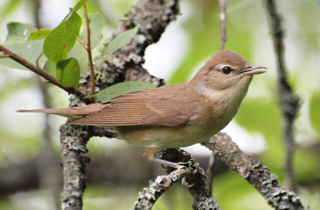 Garden Warbler