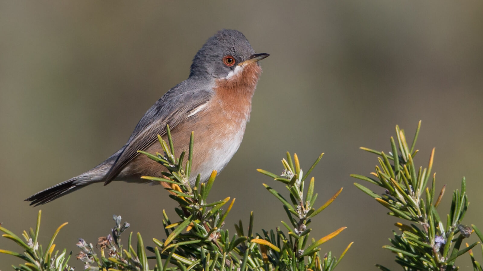 Western Subalpine Warbler
