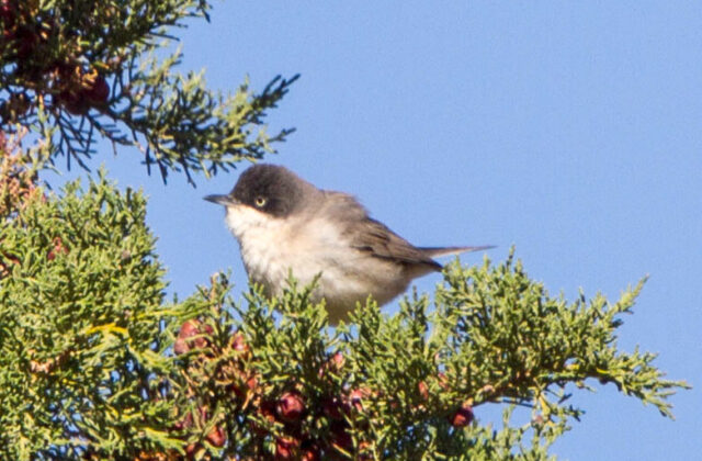 Western Orphean Warbler