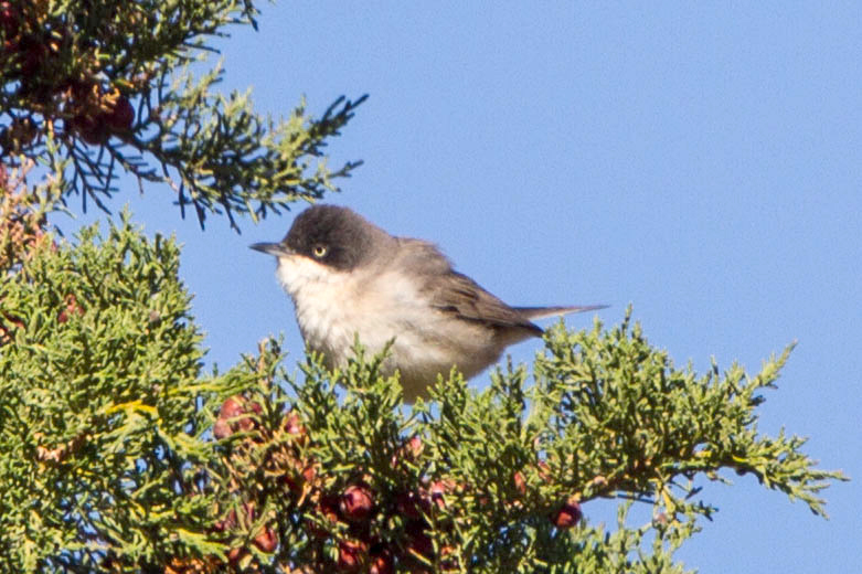 Western Orphean Warbler