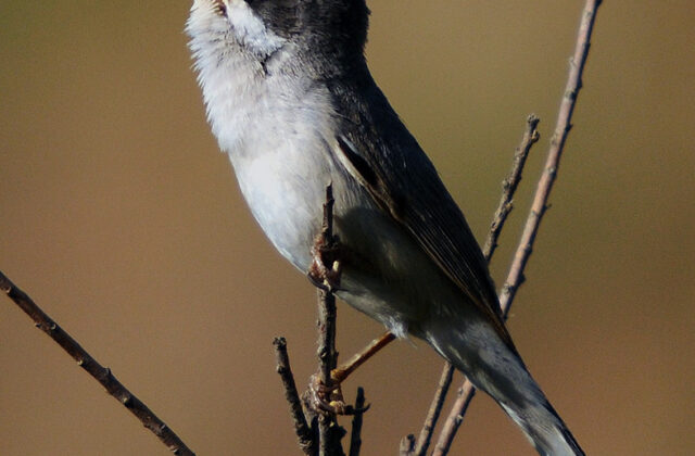 Menetries’s Warbler