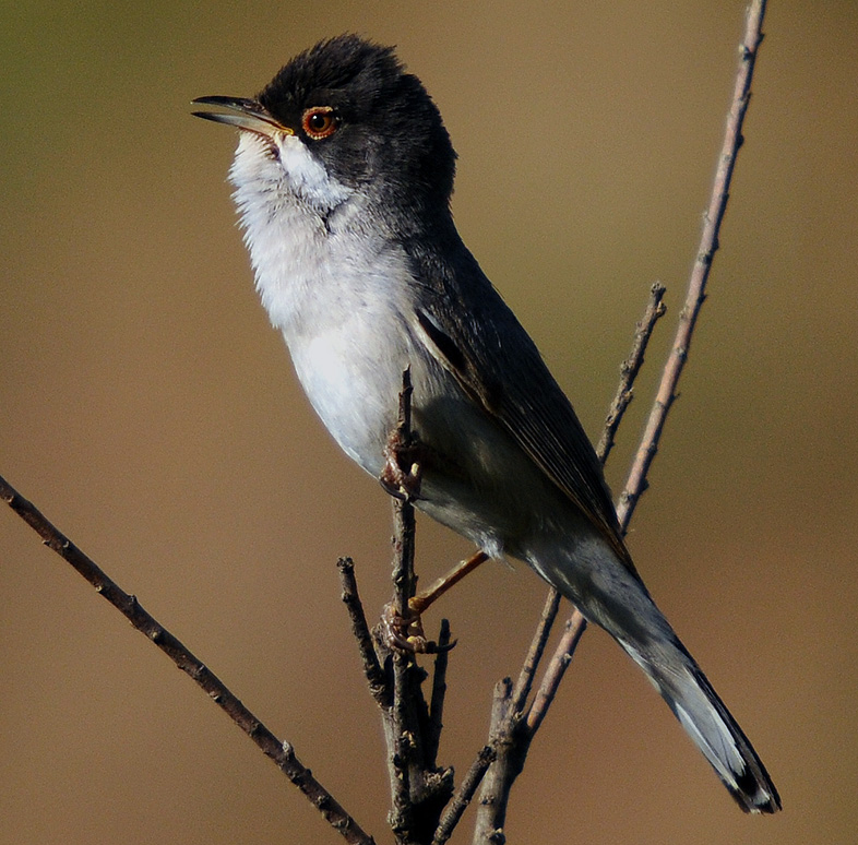 Menetries’s Warbler