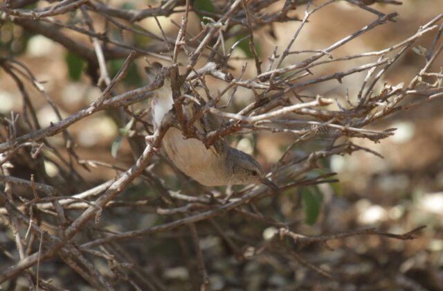 Somali Crombec