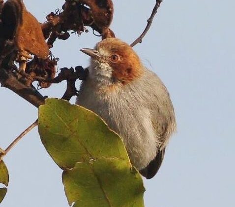 Red-capped Crombec
