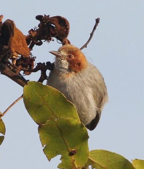 Red-capped Crombec