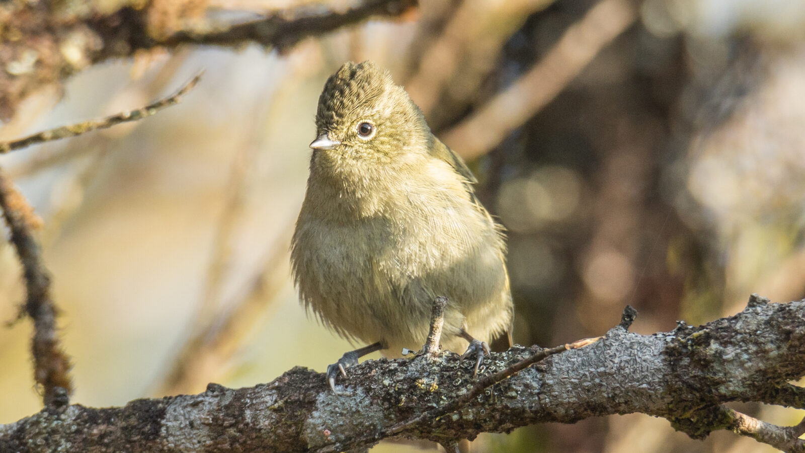 Yellow-browed Tit